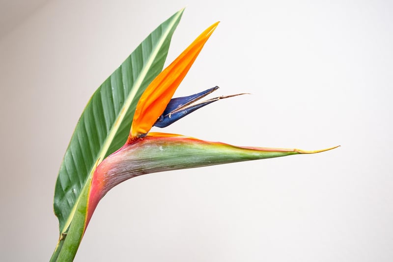 Botanical Paradise