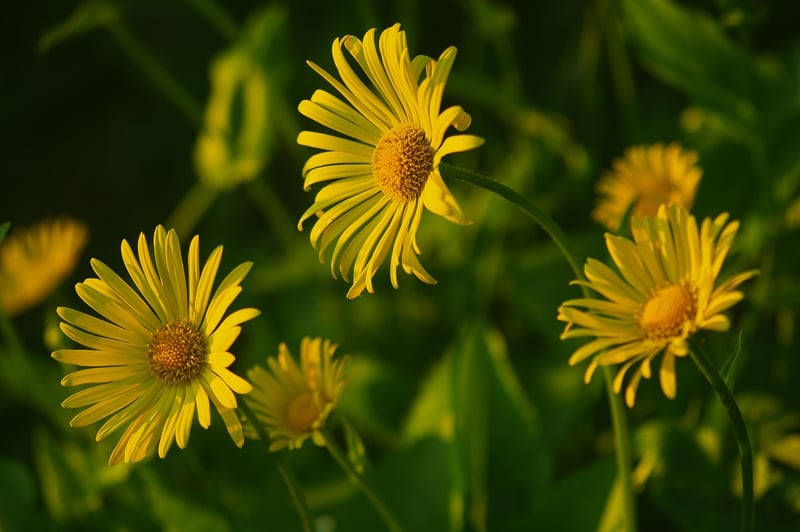 Exotic Flowers